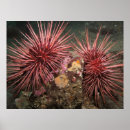 Buscar erizo de mar posters Naturaleza