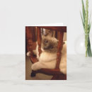 Buscar trapo tarjetas General y unisex