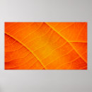 Buscar fondo amarillo posters Naranja