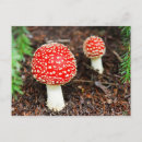 Buscar amanita postales Muscaria