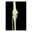 Buscar miembro anatomía Articulación