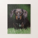 Buscar regular collares Animal