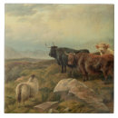 Buscar ganado azulejos Escocia