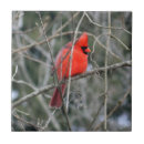Buscar pájaro cardinal azulejos Rojo