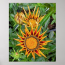 Buscar gazania posters Gazatía