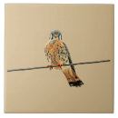 Buscar halcón azulejos Naturaleza