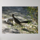 Buscar roadrunner posters Pájaro