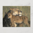 Buscar leones postales Kenia