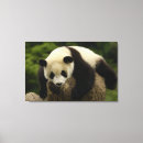 Buscar ailuropoda posters Hongos