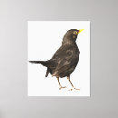 Buscar pájaro blanco y negro lienzos Para todos