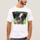 Buscar bostons Perrito