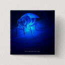 Buscar moscas chapas Animal