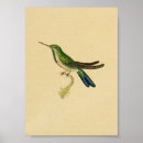 Buscar colibrí azul posters Turquesa