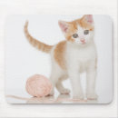 Buscar colocación fotografía Gato