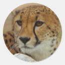 Buscar gatos salvajes pegatinas Naturaleza