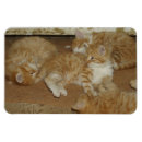 Buscar gatito suave imanes Dulce