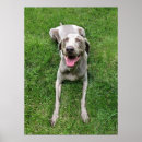Buscar weimaraner arte Raza