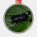 Buscar escarabajos adornos 4 º bicho