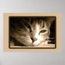 Buscar usted tiene gato posters Fotografía