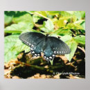 Buscar crudo posters Para todos