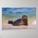 Buscar cría de foca posters Fauna