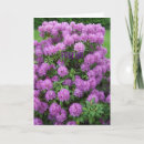 Buscar rododendro tarjetas Naturaleza