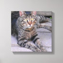 Buscar gato de tabby lienzos Felino