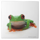 Buscar reptil azulejos Cáscaras