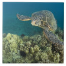Buscar tortuga verde azulejos Hawaii