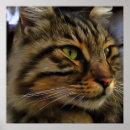 Buscar aslan Animal