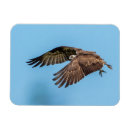 Buscar raptor imanes Vida silvestre