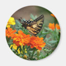 Buscar naranja amarillo imanes Mariposas