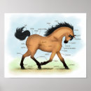 Buscar partes del caballo posters Caballos
