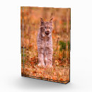 Buscar linces Vida silvestre