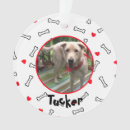 Buscar hueso adornos Para todos