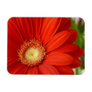 Buscar gerbera imanes Rojo