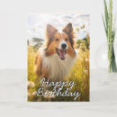 Buscar shetland Amante del perro