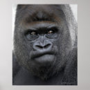 Buscar gorila salvaje posters Animal