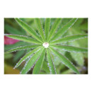 Buscar gota de lluvia posters Agua