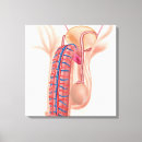 Buscar órganos reproductivos lienzos Ilustraciones biomédicos