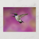 Buscar hummingbird postales Volante