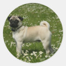 Buscar carlin pegatinas Perro