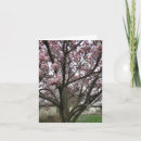 Buscar árbol de tulipán tarjetas Primavera