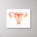 Buscar útero lienzos Gónada