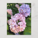 Buscar hortensias postales Púrpura