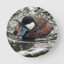 Buscar pato azul fotografía Aves acuáticas