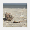 Buscar seashells imanes Naturaleza