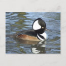 Buscar imbéciles postales Aves acuáticas