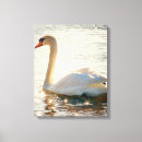 Buscar cisne blanco lienzos Naturaleza