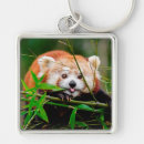 Buscar panda rojo llaveros Pandas